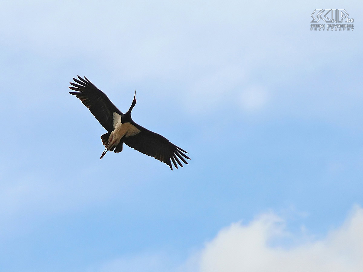 Cappadocia - Zelve - Black stork  Stefan Cruysberghs
